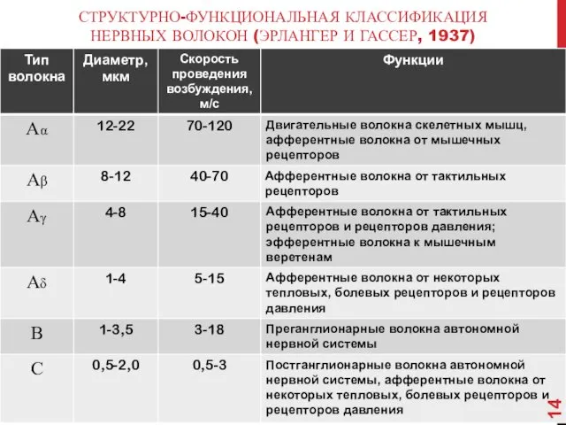 СТРУКТУРНО-ФУНКЦИОНАЛЬНАЯ КЛАССИФИКАЦИЯ НЕРВНЫХ ВОЛОКОН (ЭРЛАНГЕР И ГАССЕР, 1937)