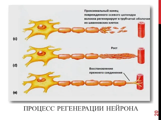 ПРОЦЕСС РЕГЕНЕРАЦИИ НЕЙРОНА