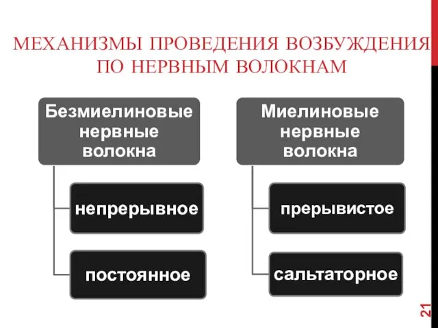 МЕХАНИЗМЫ ПРОВЕДЕНИЯ ВОЗБУЖДЕНИЯ ПО НЕРВНЫМ ВОЛОКНАМ