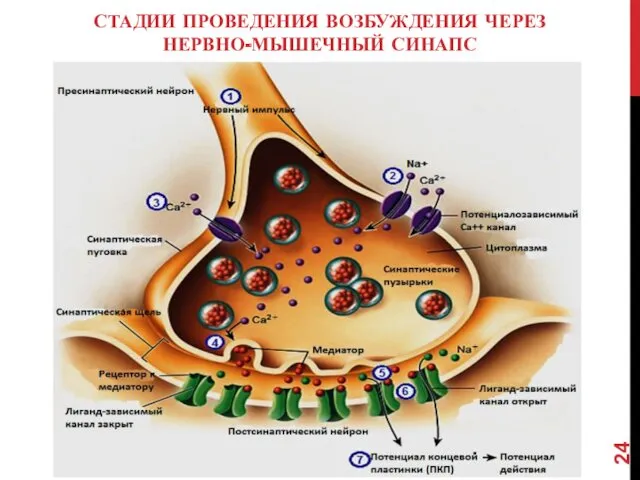 СТАДИИ ПРОВЕДЕНИЯ ВОЗБУЖДЕНИЯ ЧЕРЕЗ НЕРВНО-МЫШЕЧНЫЙ СИНАПС