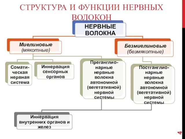 СТРУКТУРА И ФУНКЦИИ НЕРВНЫХ ВОЛОКОН