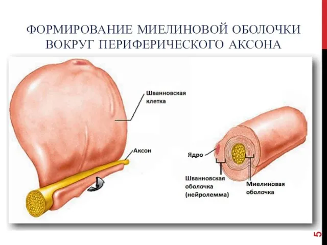 ФОРМИРОВАНИЕ МИЕЛИНОВОЙ ОБОЛОЧКИ ВОКРУГ ПЕРИФЕРИЧЕСКОГО АКСОНА