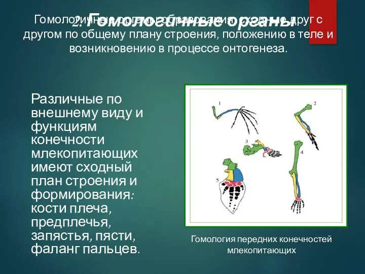 2. Гомологичные органы Гомологичные органы-образования, сходные друг с другом по