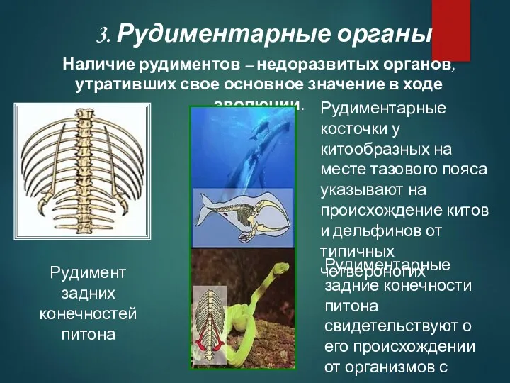 Наличие рудиментов – недоразвитых органов, утративших свое основное значение в