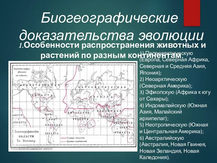 Биогеографические доказательства эволюции 1) Палеоарктическую (Европа, Северная Африка, Северная и