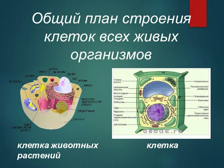 Общий план строения клеток всех живых организмов клетка животных клетка растений