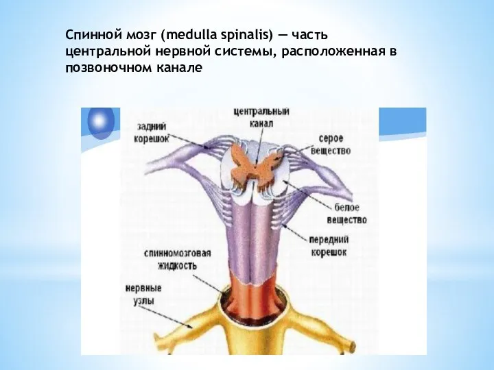 Спинной мозг (medulla spinalis) — часть центральной нервной системы, расположенная в позвоночном канале