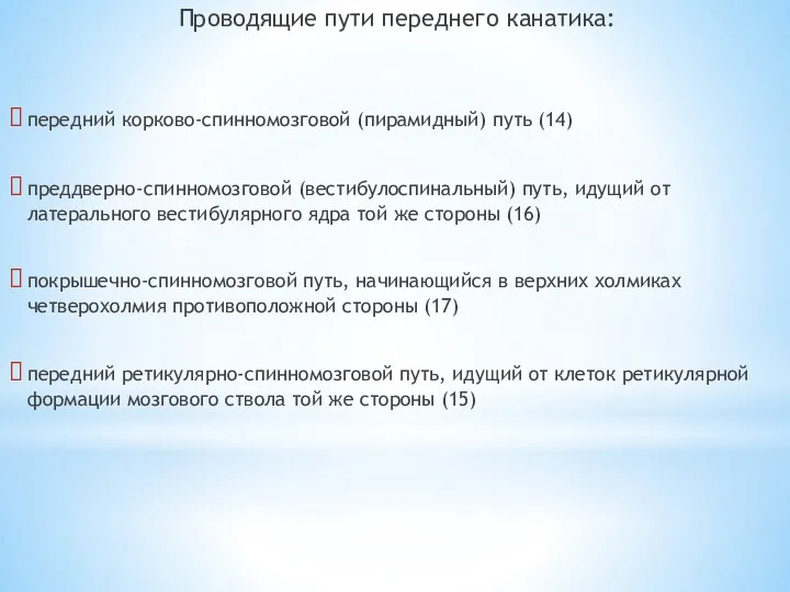 Проводящие пути переднего канатика: передний корково-спинномозговой (пирамидный) путь (14) преддверно-спинномозговой