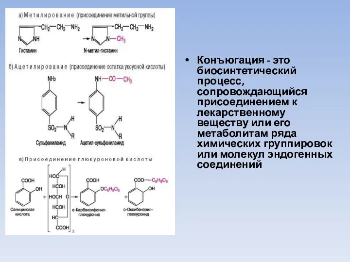 Конъюгация - это биосинтетический процесс, сопровождающийся присоединением к лекарственному веществу