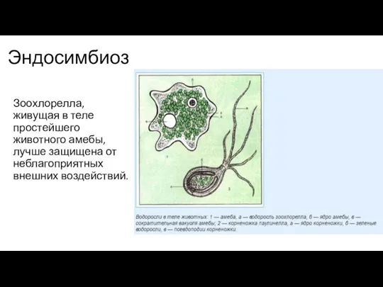 Эндосимбиоз Зоохлорелла, живущая в теле простейшего животного амебы, лучше защищена от неблагоприятных внешних воздействий.