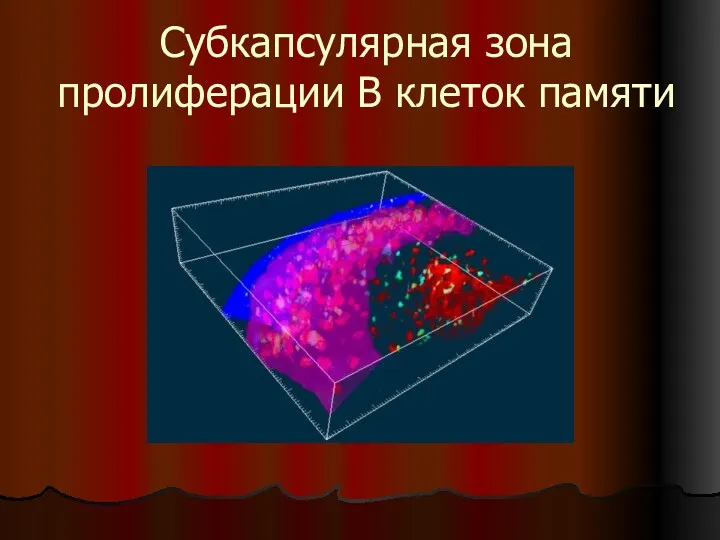 Субкапсулярная зона пролиферации В клеток памяти