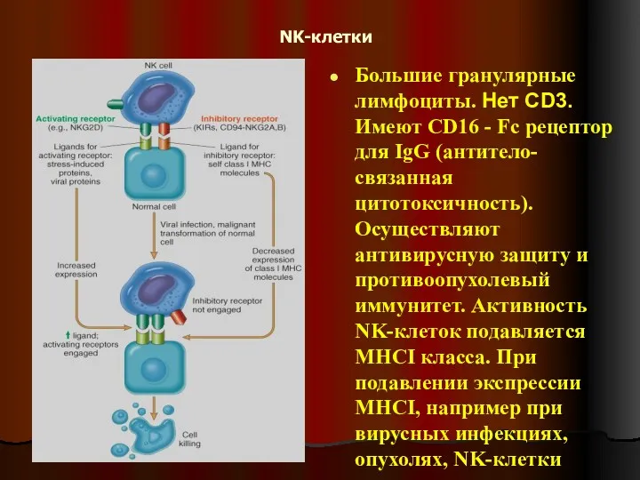 NK-клетки Большие гранулярные лимфоциты. Нет CD3. Имеют CD16 - Fc