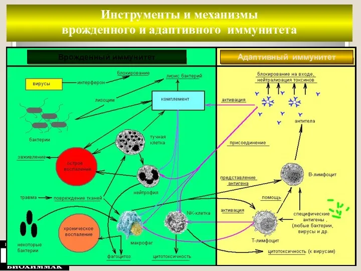 Инструменты и механизмы врожденного и адаптивного иммунитета Врожденный иммунитет Адаптивный иммунитет