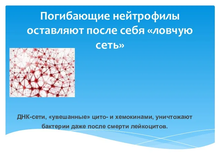 Погибающие нейтрофилы оставляют после себя «ловчую сеть» ДНК-сети, «увешанные» цито-