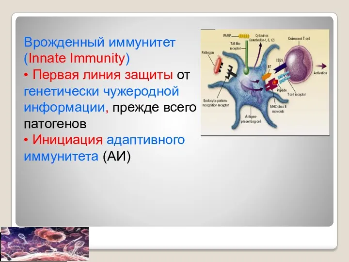 Врожденный иммунитет (Innate Immunity) • Первая линия защиты от генетически