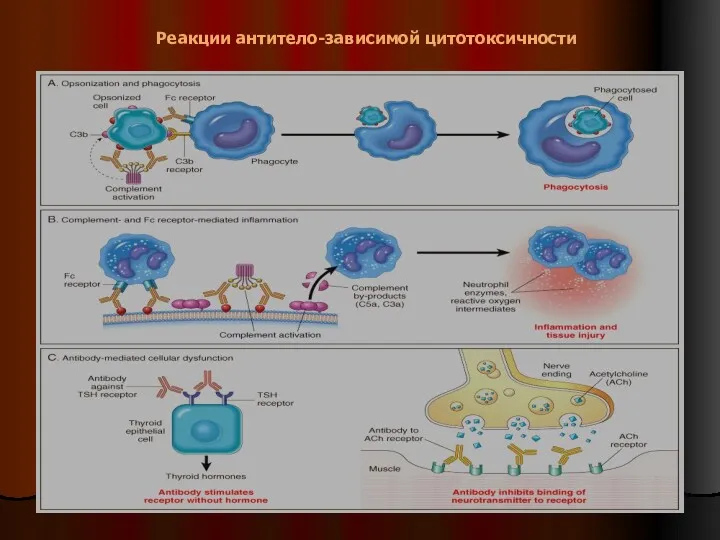 Реакции антитело-зависимой цитотоксичности