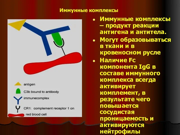 Иммунные комплексы Иммунные комплексы – продукт реакции антигена и антитела.