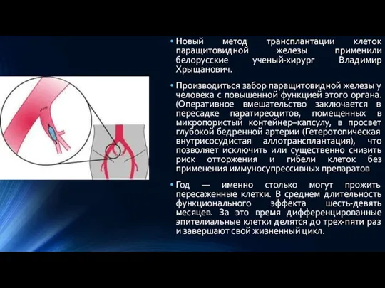 Новый метод трансплантации клеток паращитовидной железы применили белорусские ученый-хирург Владимир