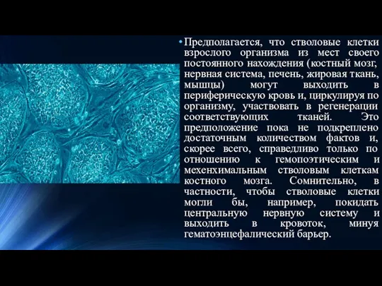 Предполагается, что стволовые клетки взрослого организма из мест своего постоянного