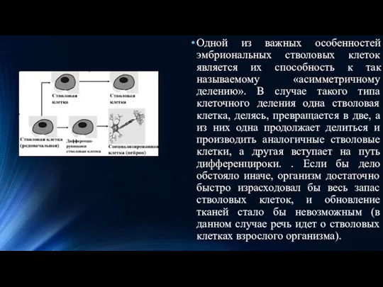 Одной из важных особенностей эмбриональных стволовых клеток является их способность