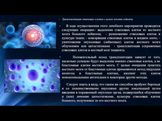 Трансплантация стволовых клеток с целью лечения лейкозов В ходе осуществления