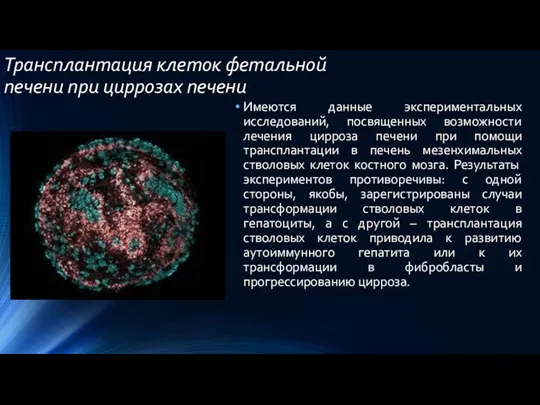 Трансплантация клеток фетальной печени при циррозах печени Имеются данные экспериментальных