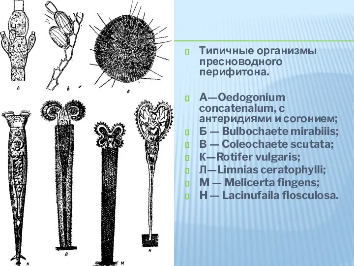 Типичные организмы пресноводного перифитона. A—Oedogonium concatenalum, с антеридиями и согонием;