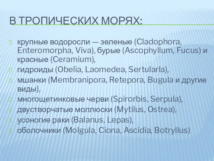 В ТРОПИЧЕСКИХ МОРЯХ: крупные водоросли — зеленые (Cladophora, Enteromorpha, Viva), бурые (Ascophyllum, Fucus)