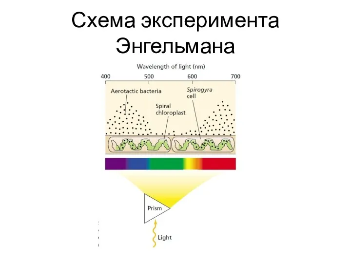 Схема эксперимента Энгельмана