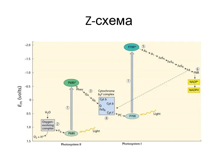 Z-схема