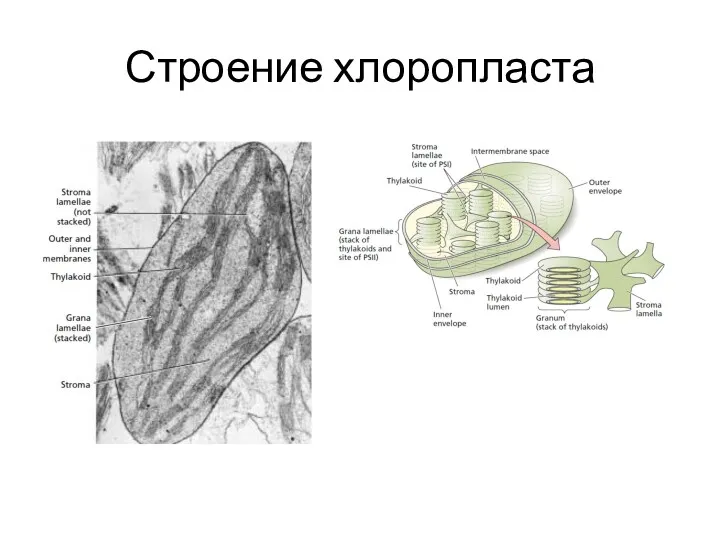 Строение хлоропласта