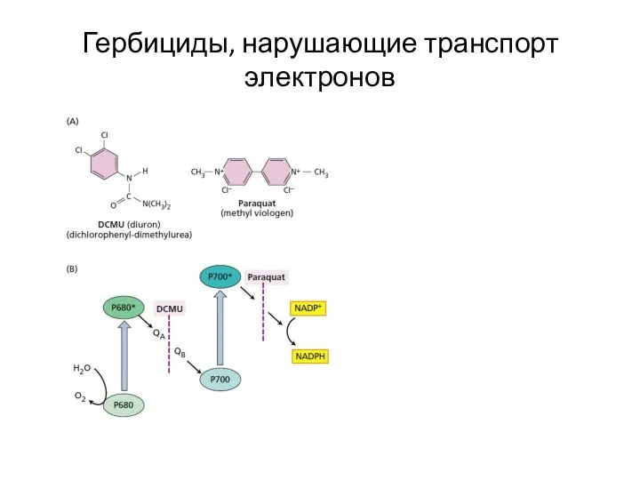 Гербициды, нарушающие транспорт электронов