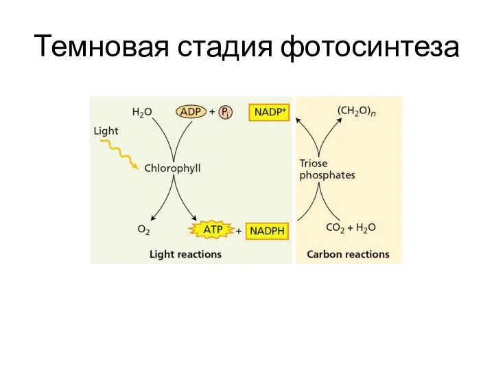 Темновая стадия фотосинтеза