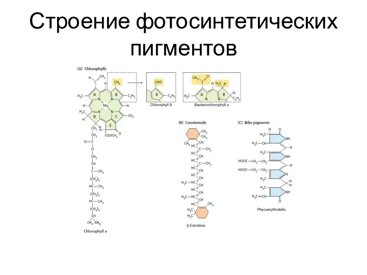 Строение фотосинтетических пигментов