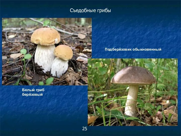 Белый гриб берёзовый Съедобные грибы Подберёзовик обыкновенный 25