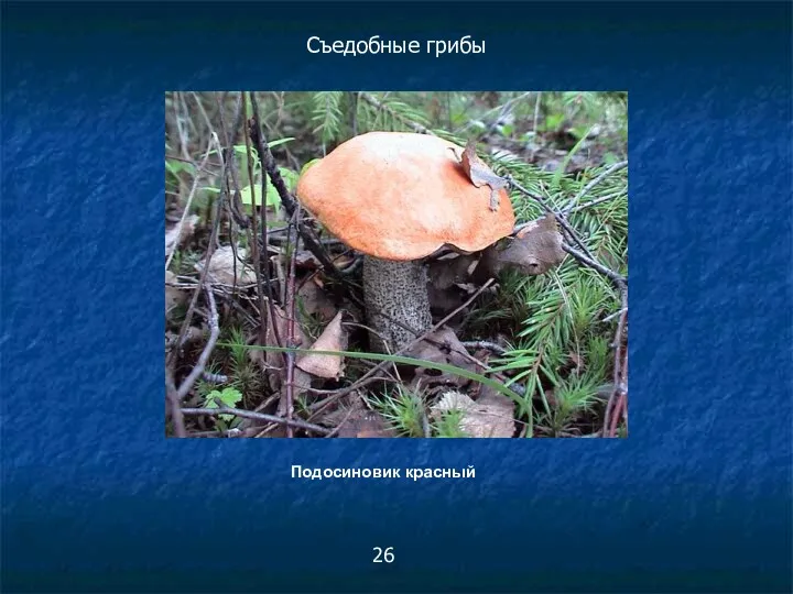 Подосиновик красный Съедобные грибы 26