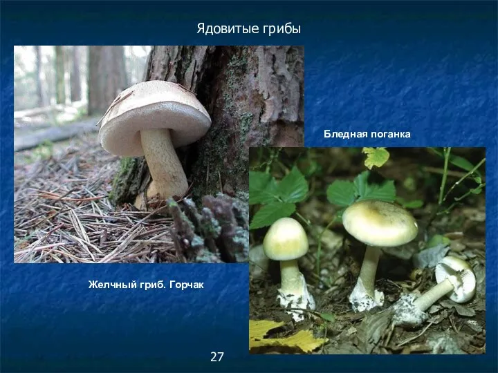 Желчный гриб. Горчак Ядовитые грибы Бледная поганка 27