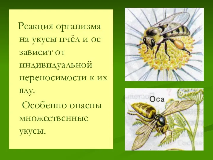 Реакция организма на укусы пчёл и ос зависит от индивидуальной переносимости к их