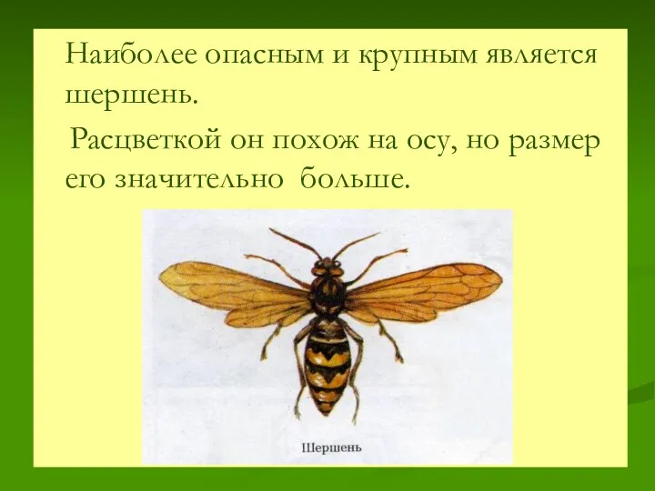 Наиболее опасным и крупным является шершень. Расцветкой он похож на осу, но размер его значительно больше.