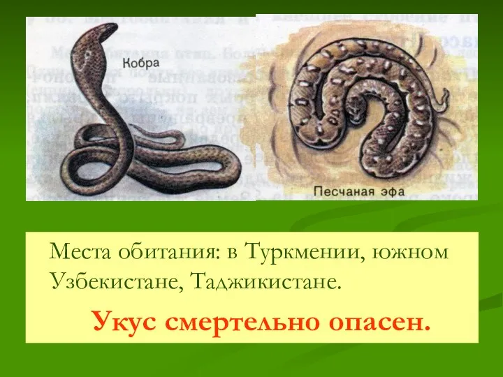 Места обитания: в Туркмении, южном Узбекистане, Таджикистане. Укус смертельно опасен.