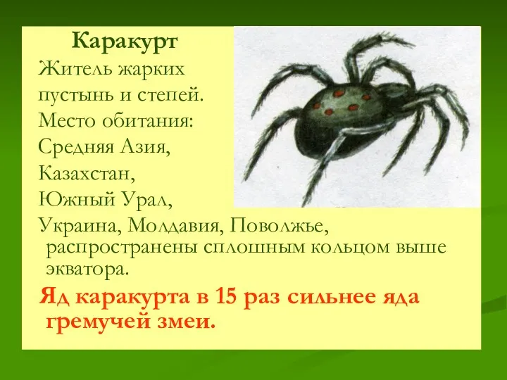 Каракурт Житель жарких пустынь и степей. Место обитания: Средняя Азия, Казахстан, Южный Урал,