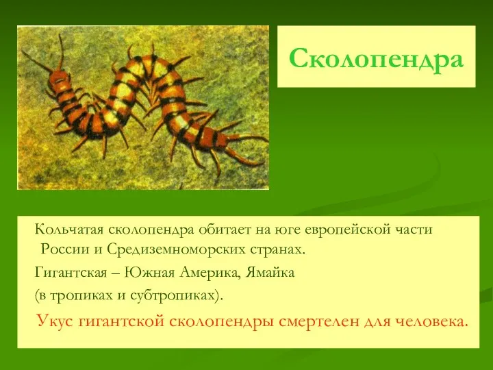 Сколопендра Кольчатая сколопендра обитает на юге европейской части России и