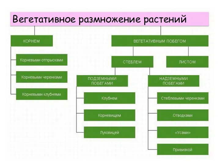 Вегетативное размножение растений