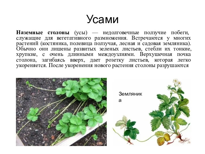 Усами Наземные столоны (усы) — недолговечные ползучие побеги, служащие для