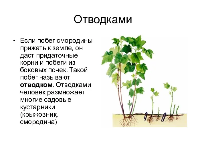 Отводками Если побег смородины прижать к земле, он даст придаточные