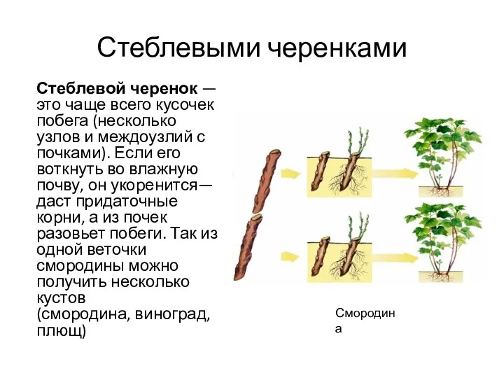 Стеблевыми черенками Стеблевой черенок — это чаще всего кусочек побега