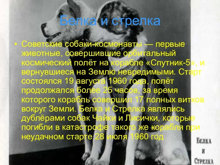Белка и стрелка Советские собаки-космонавты — первые животные, совершившие орбитальный космический полёт на