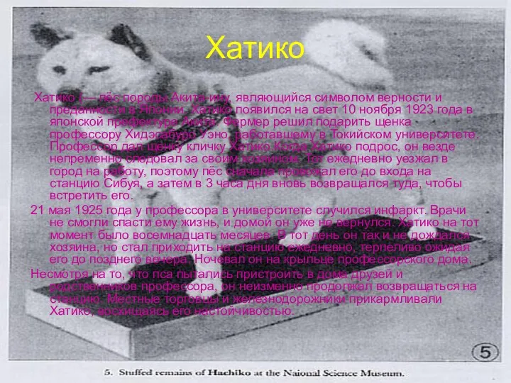 Хатико Хатико (— пёс породы Акита-ину, являющийся символом верности и преданности в Японии.