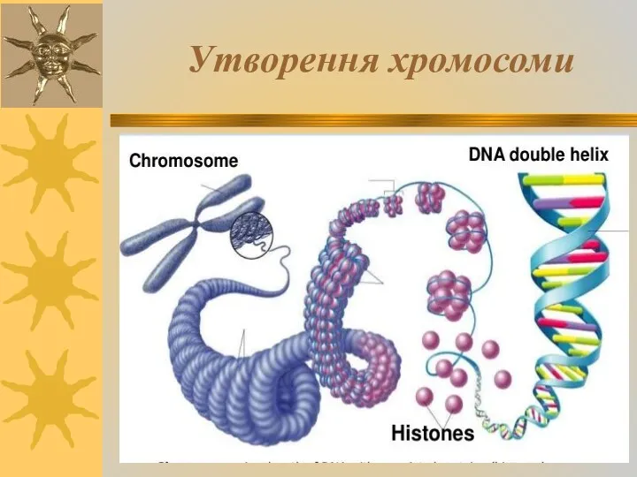 Утворення хромосоми