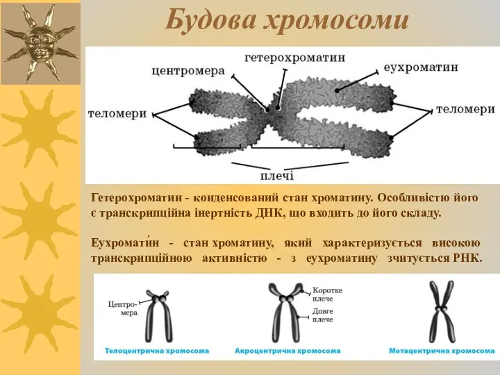 Будова хромосоми Гетерохроматин - конденсований стан хроматину. Особливістю його є